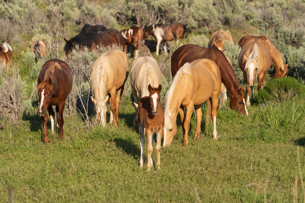 The Kiger Mustang Viewing Area is an incredible attraction to see near The Narrows RV Park.